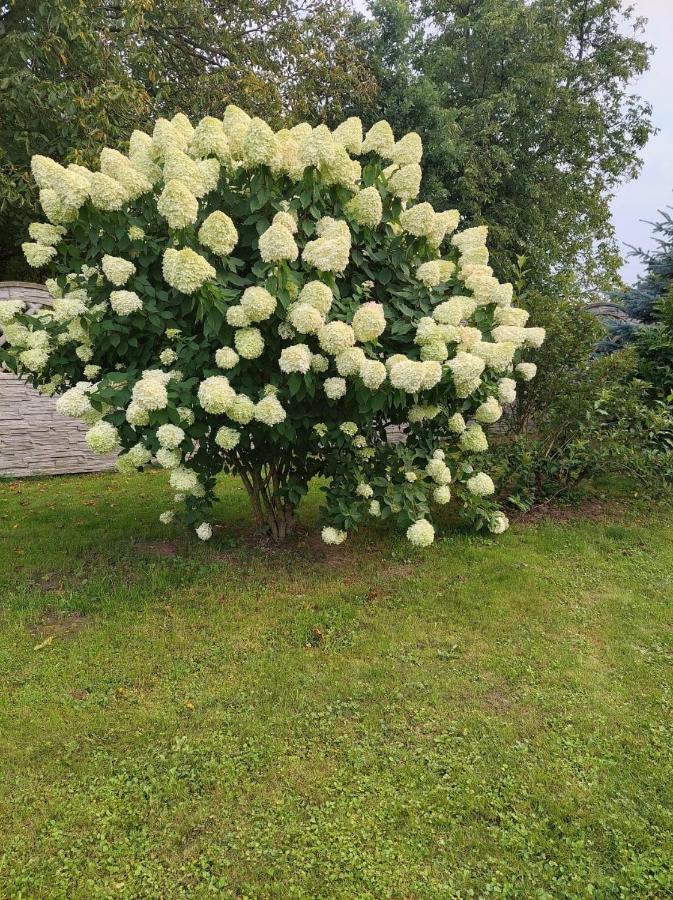 Magnolia Gospodarstwo Agroturystyczne カジミエシュ・ドルニ エクステリア 写真